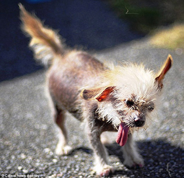 В США обирають найпотворнішу собаку (ФОТО) - фото 3