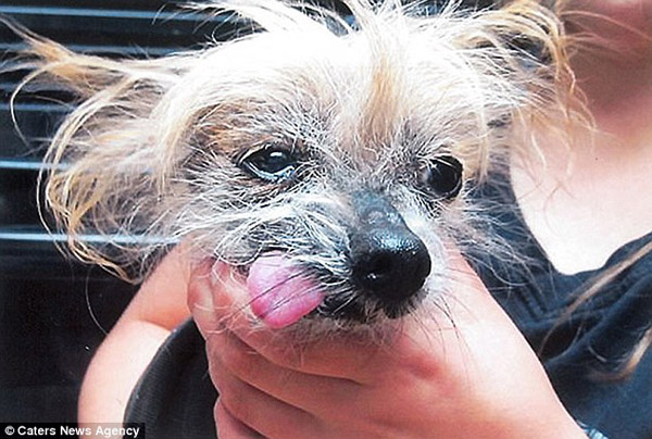 В США обирають найпотворнішу собаку (ФОТО) - фото 4