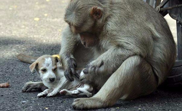 Як мавпа врятувала щеня, а потім зворушливо піклувалася про нього - фото 2