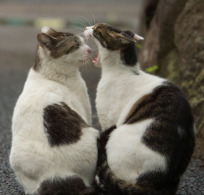 Як коти-неформали у Токіо тусуються - фото 3