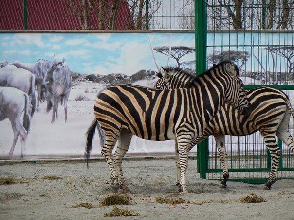 У зоопарку на Запоріжжі з'явилися зебри 