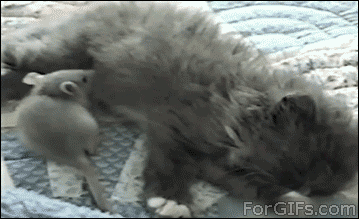 Котячі пустощі: ТОП-14 найкумедніших витівок пухнастиків - фото 13