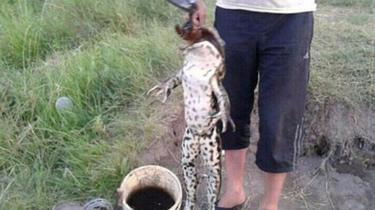 На Херсонщині спіймали 7-кілограмову жабу (ФОТОФАКТ) - фото 1