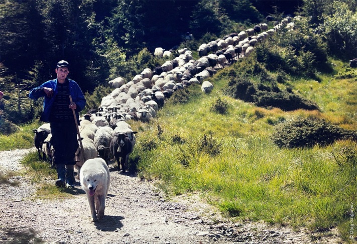 Як живуть вівчарі, що пильнують овець у карпатських горах - фото 2