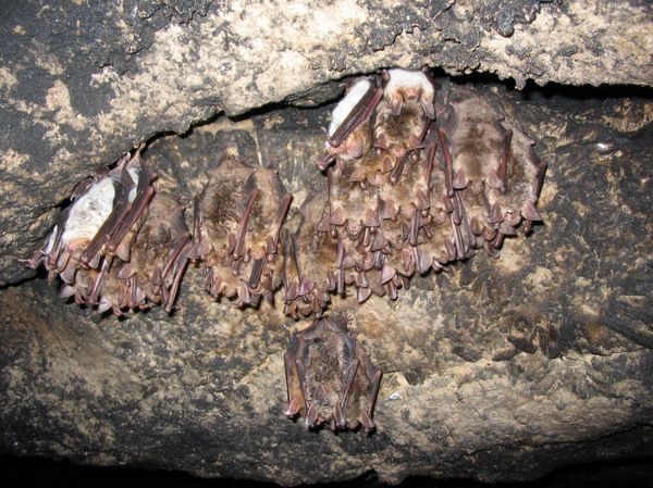 Кажани в печері Вертеба