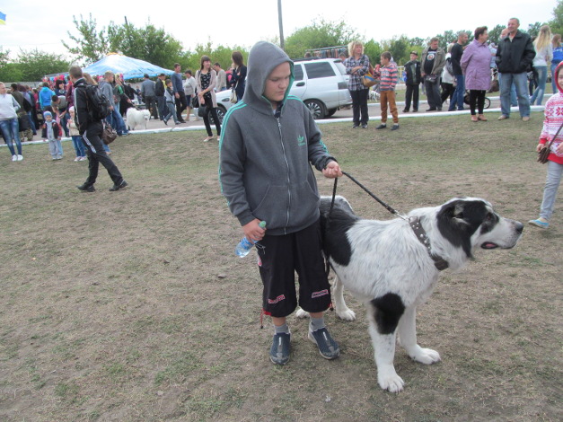 У Кіровограді відбулася міжнародна виставка собак - фото 1