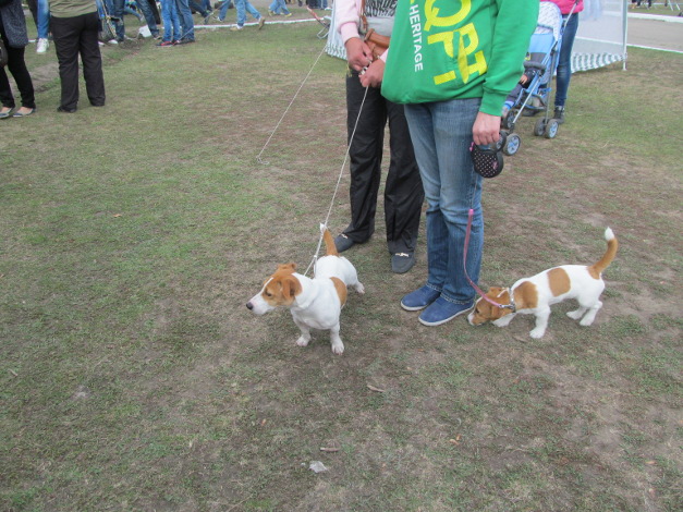 У Кіровограді відбулася міжнародна виставка собак - фото 6