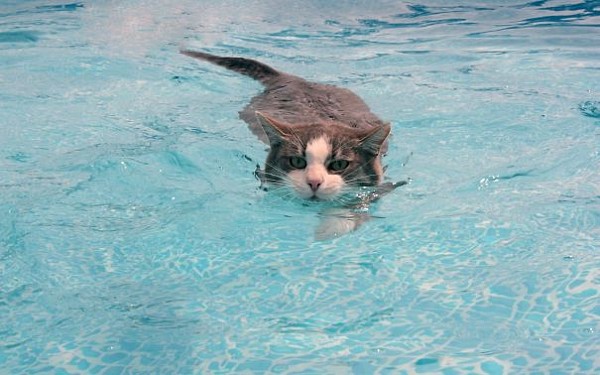12 котів, які люблять воду (ФОТО) - фото 11