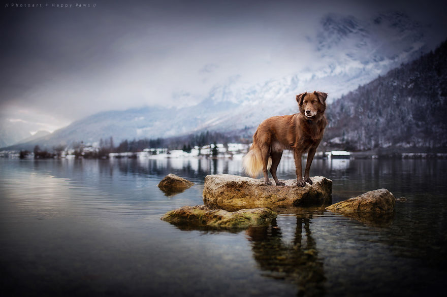 ТОП-15 надзвичайних фото собак у чарівних Альпах  - фото 4