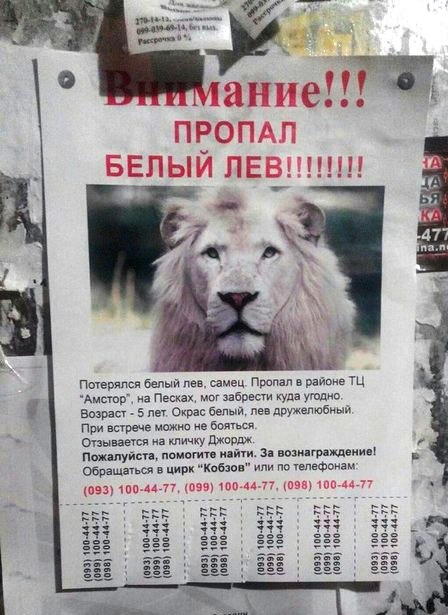 Оголошення про лева, що втік із цирку, налякало запоріжців