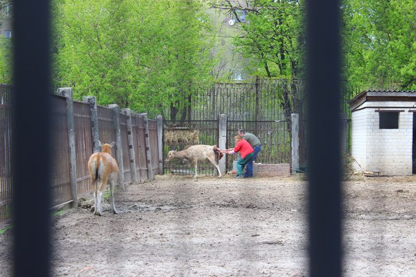 Харків’яни стали свідками народження ледь живого оленя  - фото 2