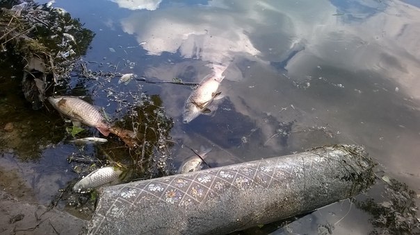 У найбільшому запорізькому парку гине риба - фото 1