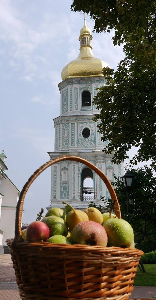 Переселенці збирають яблука у "Софії Київській" (ФОТОФАКТ) - фото 2