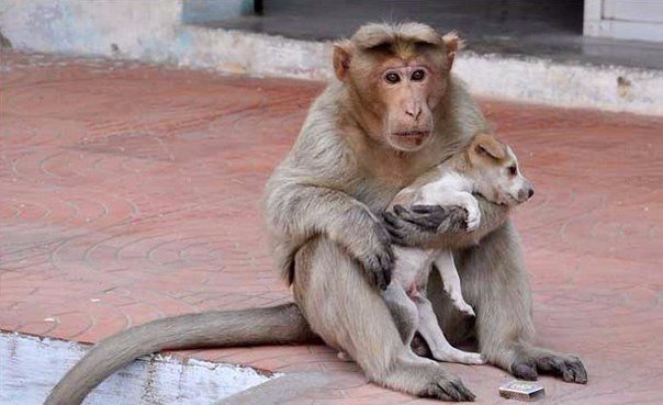Як мавпа врятувала щеня, а потім зворушливо піклувалася про нього - фото 4