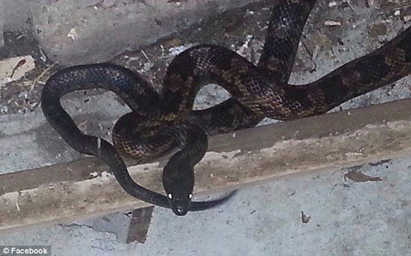 Через паводок у Техасі змії масово повзуть у домівки людей (ФОТО) - фото 1