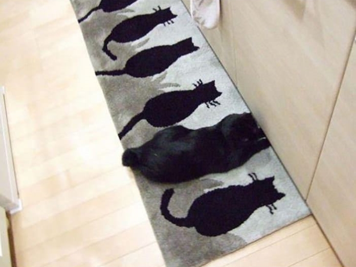 Як неперевершено коти грають у хованки - фото 4