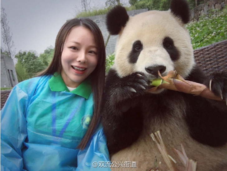 Як китайська панда обожнює робити селфі - фото 2