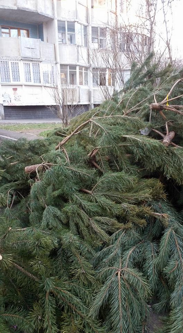 В Одесі продавці новорічних ялинок просто залишили їх на вулиці (ФОТО) - фото 2