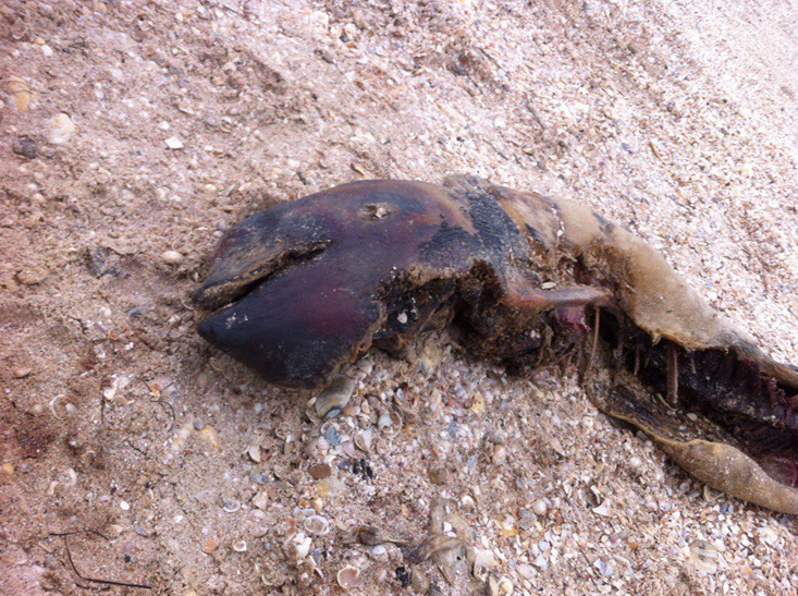 В Кирилівці знайшли знівеченого мертвого дельфіна - фото 1