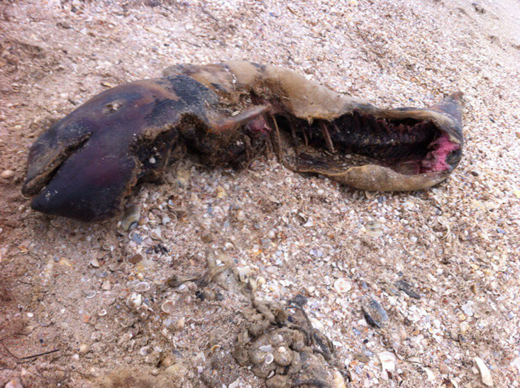 В Кирилівці знайшли знівеченого мертвого дельфіна - фото 2