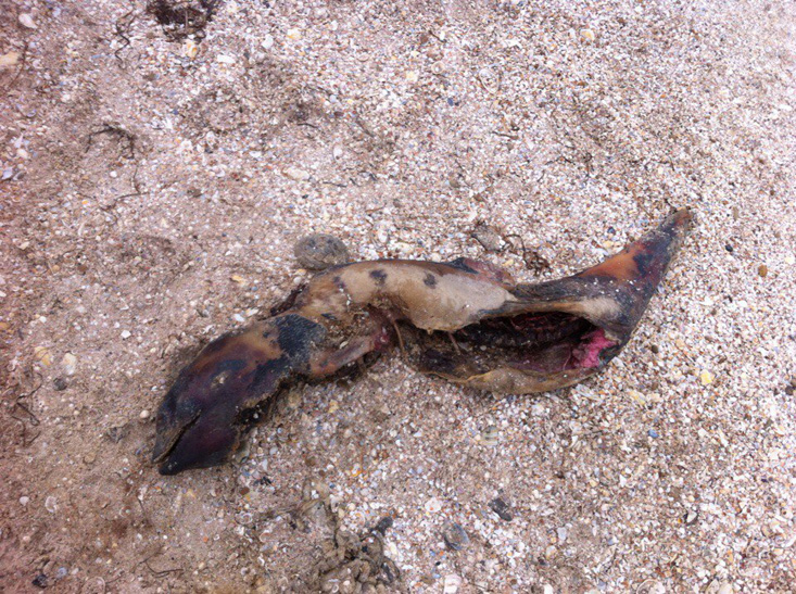 В Кирилівці знайшли знівеченого мертвого дельфіна - фото 3