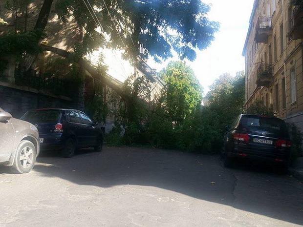 У центрі Львова дерево знищило автомобіль (ФОТО) - фото 1