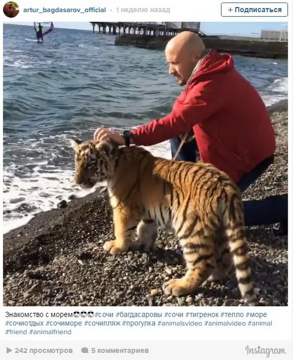 У Сочі втік цирковий тигр: тривають пошуки - фото 1