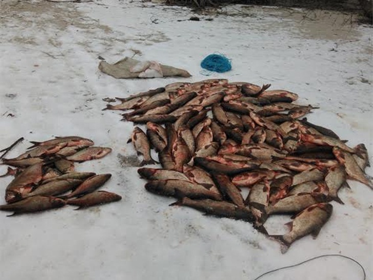 На Кропивниччині незаконно наловили риби більш ніж на 20 тисяч - фото 2
