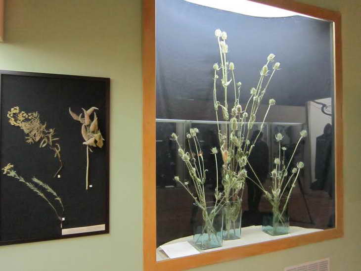 У Запорізькому музеї експонують чаклунські рослини й діляться магічними рецептами XVII-XVIII сторіч - фото 12