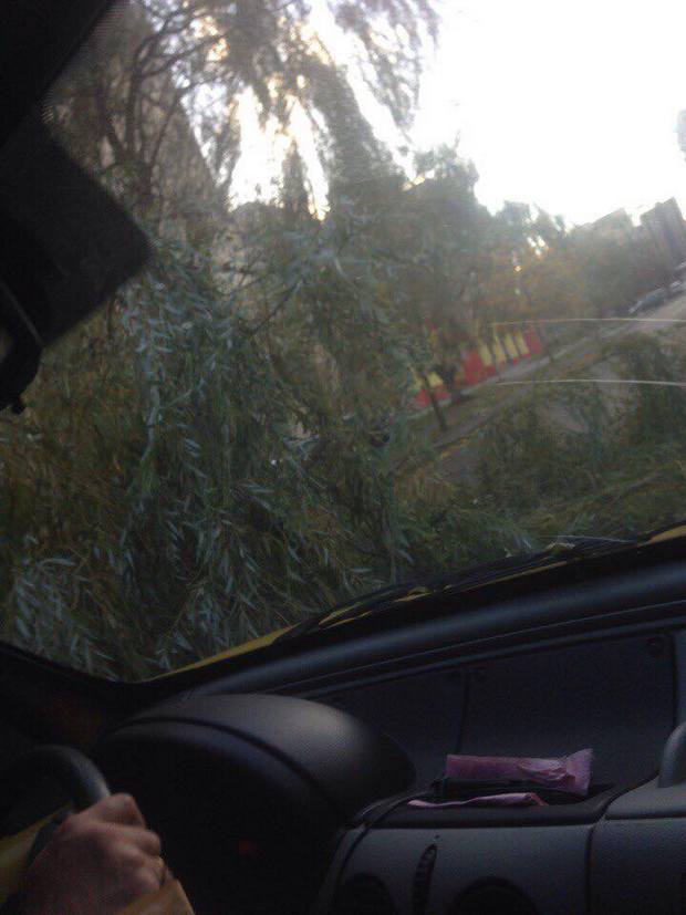 Як дерево заблокувало рух транспорту у Львові (ФОТО) - фото 1