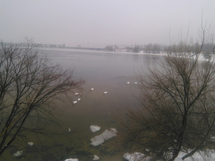Зграя лебедів із пташеням лишилася зимувати біля Дніпрогесу - фото 1