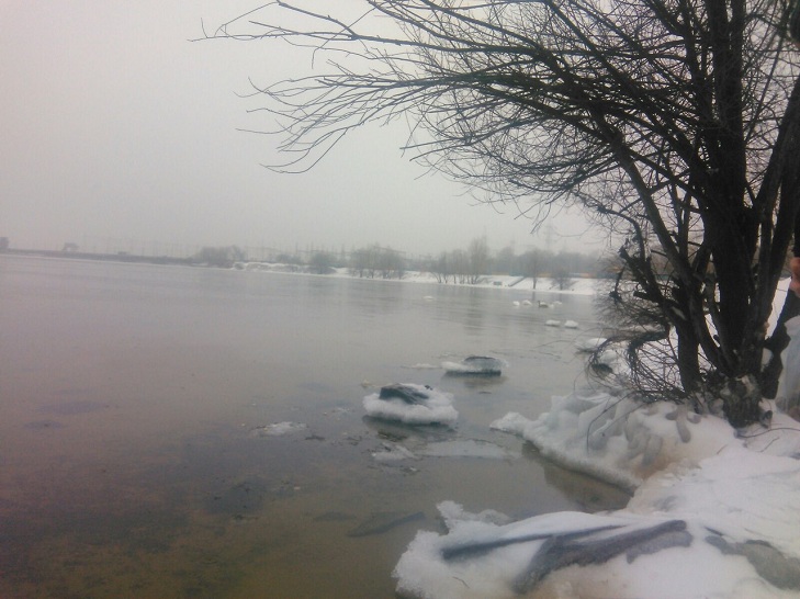 Зграя лебедів із пташеням лишилася зимувати біля Дніпрогесу - фото 2