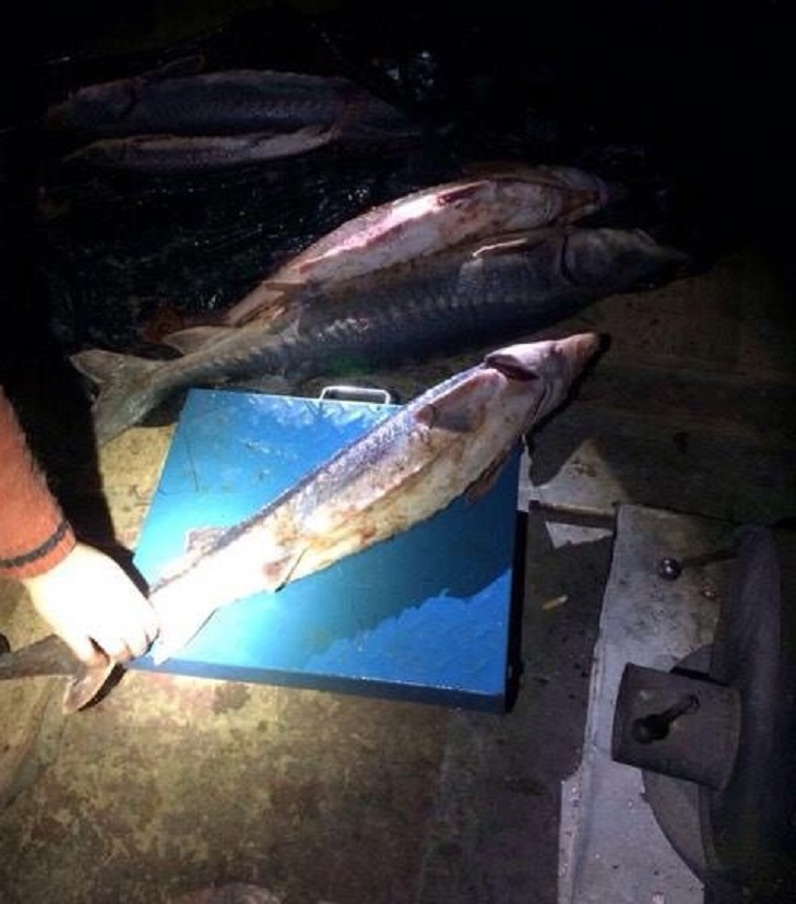 Рибалки-зловмисники виловили у Садовському районі Херсонщини понад центнер риби осетрових порід - фото 4