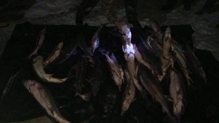 Рибалки-зловмисники виловили у Садовському районі Херсонщини понад центнер риби осетрових порід - фото 5