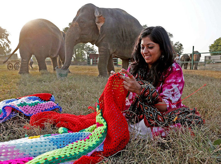 Як в Індії слонам волонтери светри в'яжуть - фото 1