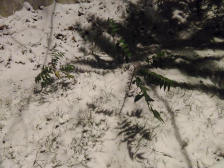 З'явилися нові фото і відео снігопаду у Львові (ФОТО, ВІДЕО) - фото 5