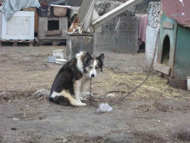 Запорізькі собаки-інваліди можуть не пережити прийдешню зиму: лежачі, безлапі та паралізовані – у морози вони приречені на смерть - фото 9