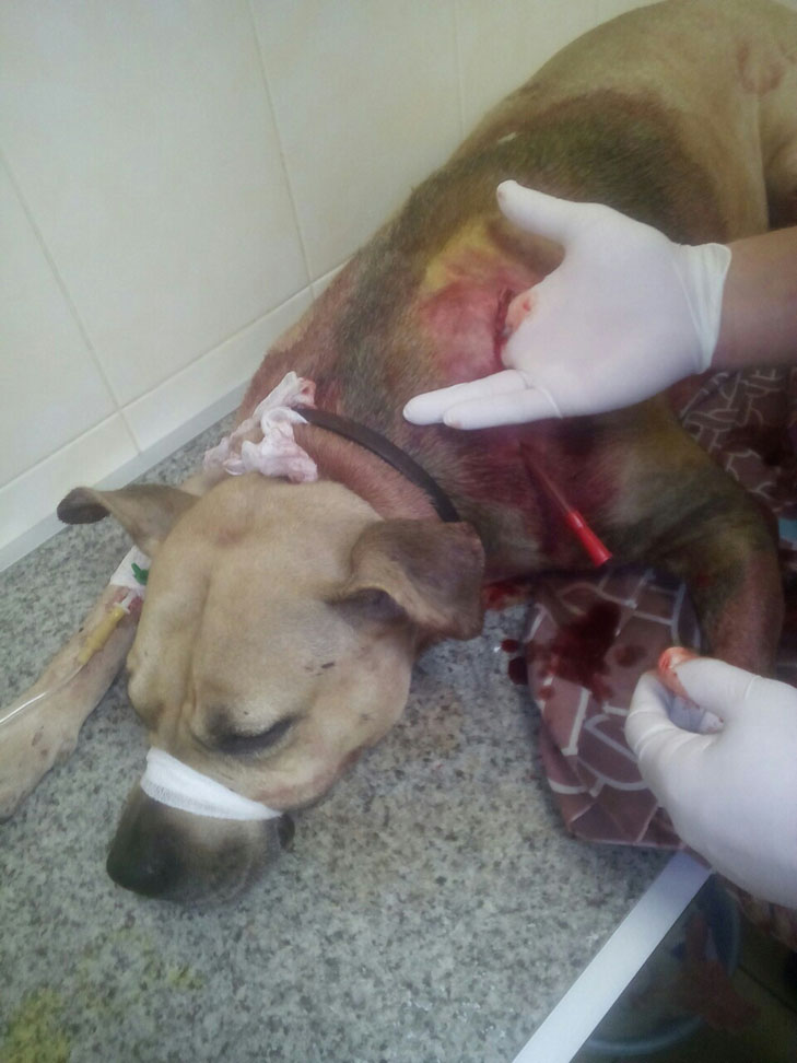 У Запоріжжі чоловік порізав сусідського пса і випив його кров - фото 1