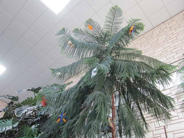 До Різдва у зимовому саду Запорізької дитячої залізниці розквітнуть тропічні рослини - фото 15