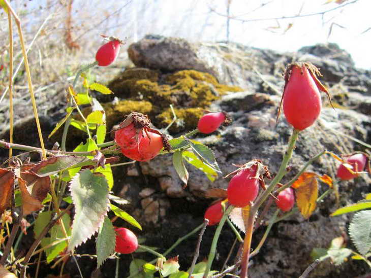 Червоні плоди шипшини, глоду та барбарису прикрасили жовтневі краєвиди Хортиці - фото 9