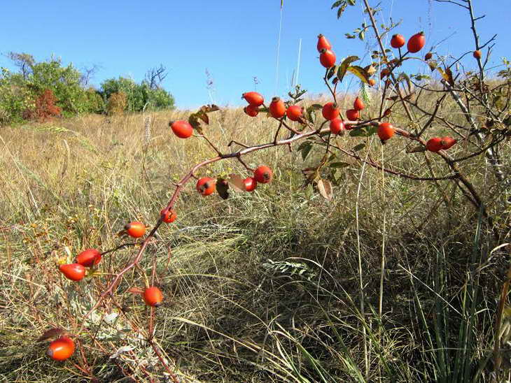 Червоні плоди шипшини, глоду та барбарису прикрасили жовтневі краєвиди Хортиці - фото 10