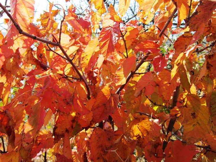 Червоні плоди шипшини, глоду та барбарису прикрасили жовтневі краєвиди Хортиці - фото 11
