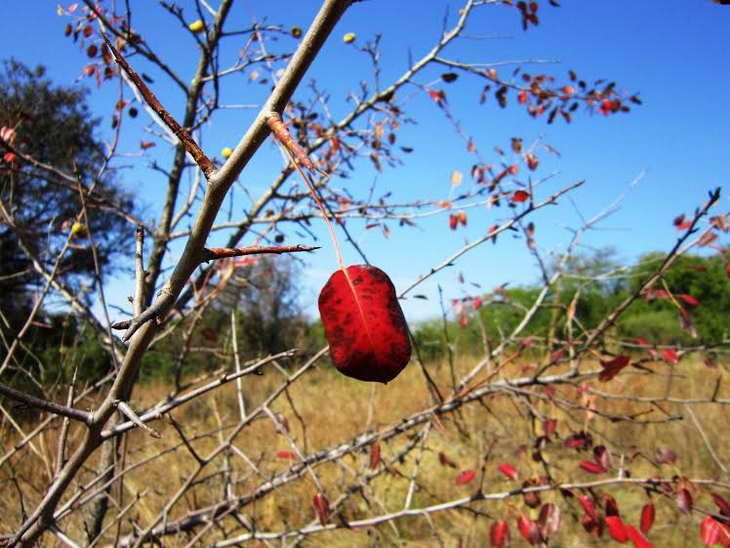 Червоні плоди шипшини, глоду та барбарису прикрасили жовтневі краєвиди Хортиці - фото 8