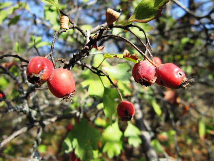 Червоні плоди шипшини, глоду та барбарису прикрасили жовтневі краєвиди Хортиці - фото 7