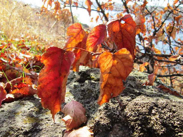 Червоні плоди шипшини, глоду та барбарису прикрасили жовтневі краєвиди Хортиці - фото 6