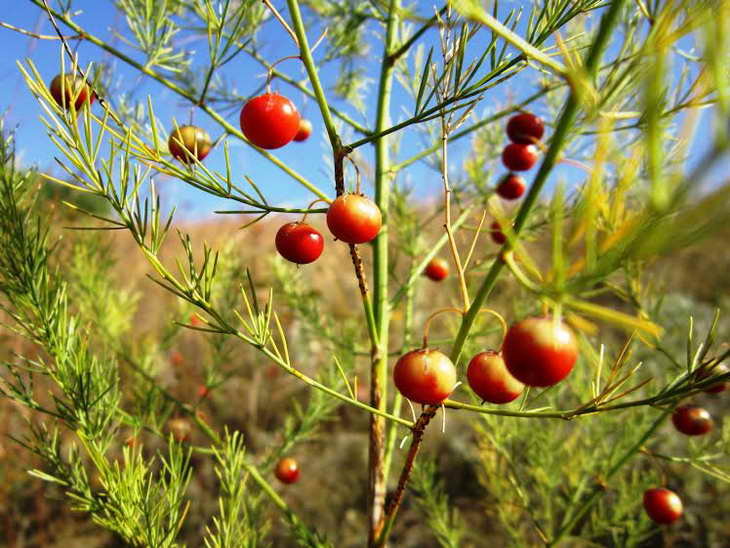 Червоні плоди шипшини, глоду та барбарису прикрасили жовтневі краєвиди Хортиці - фото 3