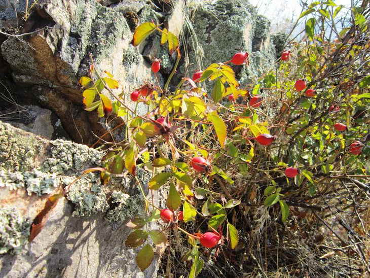 Червоні плоди шипшини, глоду та барбарису прикрасили жовтневі краєвиди Хортиці - фото 2