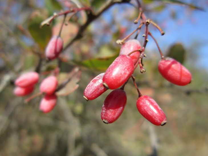Червоні плоди шипшини, глоду та барбарису прикрасили жовтневі краєвиди Хортиці - фото 1