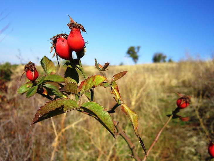 Червоні плоди шипшини, глоду та барбарису прикрасили жовтневі краєвиди Хортиці - фото 4