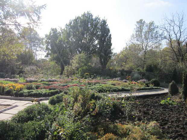 Бал хризантем у ботанічному саду починається, проте через холоди візьмуть участь у ньому не всі квіткові красуні - фото 5